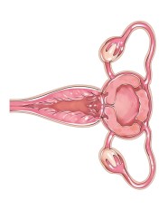 Uterus Body Sticker 