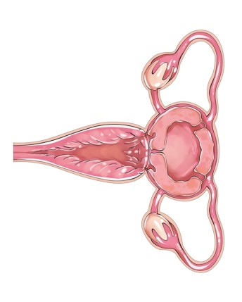 Uterus Body Sticker 